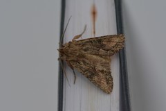 Ichneutica mutans