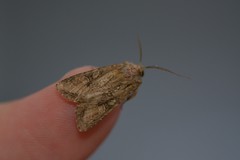 Ichneutica mutans