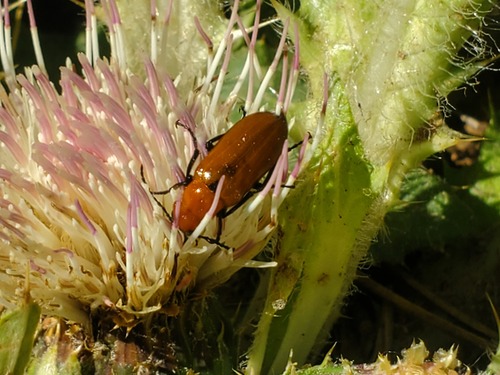 iNaturalist observation photo of Orange Blister Beetle