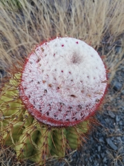 Melocactus