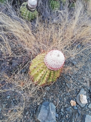 Melocactus