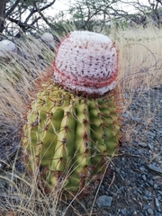 Melocactus