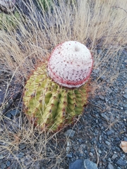 Melocactus