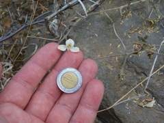 Carlowrightia neesiana