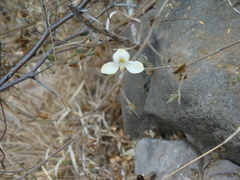 Carlowrightia neesiana