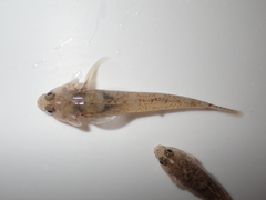 Pomatoschistus microps