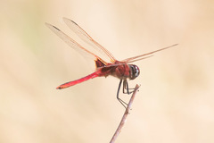 Urothemis assignata