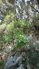 Sonchus congestus