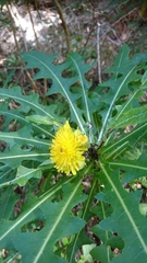 Sonchus congestus