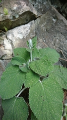 Sideritis macrostachyos