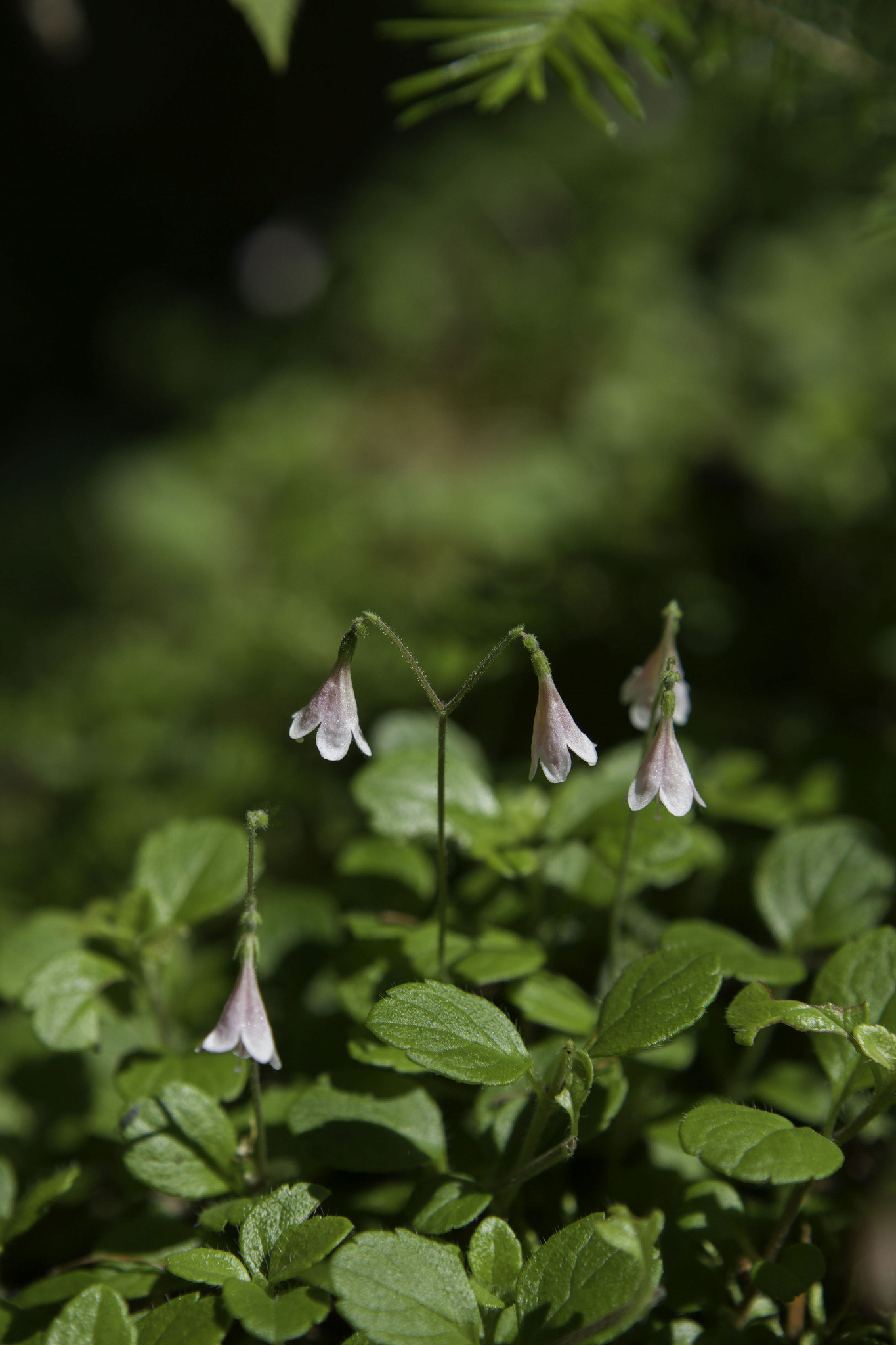 Caprifoliaceae