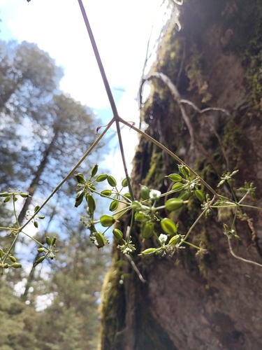 Image of Arracacia Filipes (Arracacia filipes) by no rights reserved