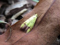 Gymnobathra flavidella