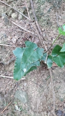 Asplenium hemionitis