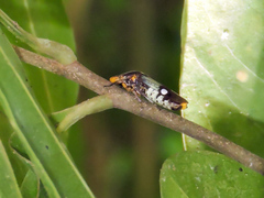 Homalodisca ichthyocephala