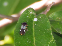 Homalodisca ichthyocephala