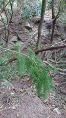 Asparagus umbellatus