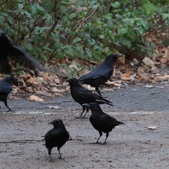 Corvus corone