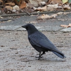 Corvus corone
