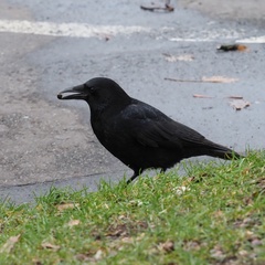 Corvus corone