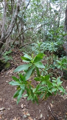 Digitalis canariensis