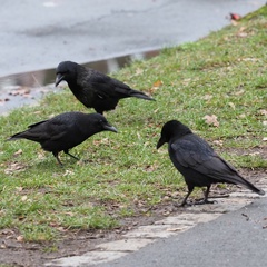 Corvus corone