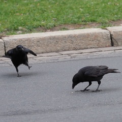 Corvus corone