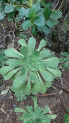 Aeonium urbicum