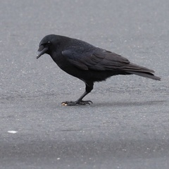 Corvus corone