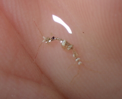 Caprella acanthifera