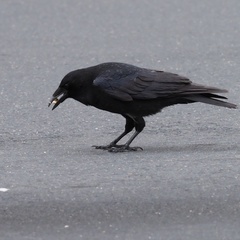 Corvus corone