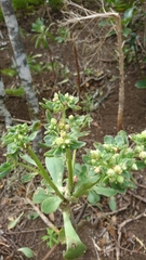 Aeonium urbicum