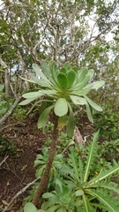 Aeonium urbicum