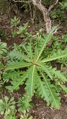 Sonchus acaulis