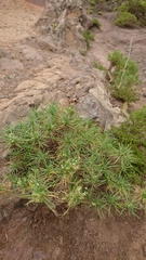 Plantago arborescens