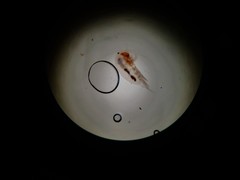 Multicrustacea