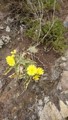 Andryala pinnatifida