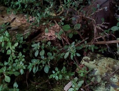 Magnoliopsida