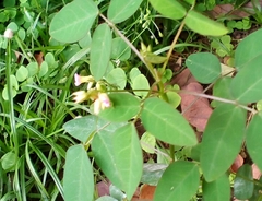 Magnoliopsida