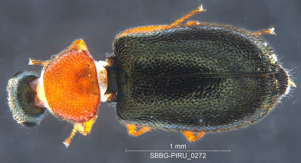 Dasytastes bicolor