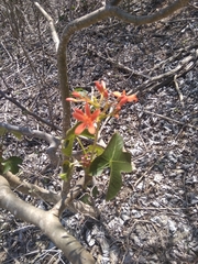 Jatropha nudicaulis