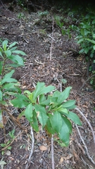 Digitalis canariensis