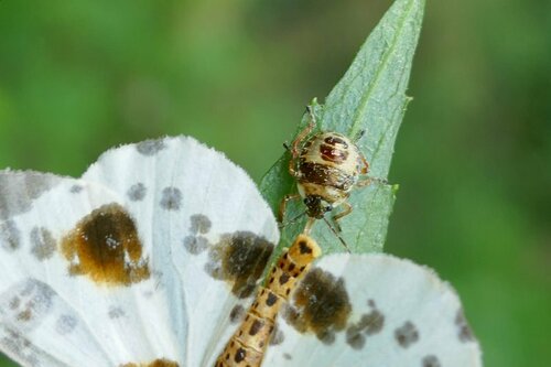 Bronze Shield Bug photo 2