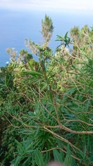 Bupleurum salicifolium