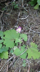 Pericallis tussilaginis