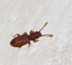 Silvanoprus scuticollis