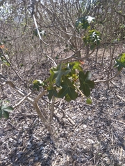 Jatropha nudicaulis