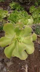 Aeonium canariense
