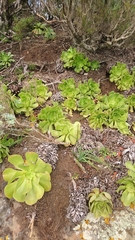 Aeonium canariense