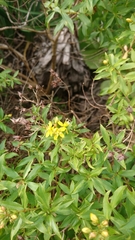 Hypericum glandulosum